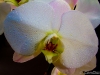 img_0001-2 img_0001-2